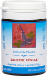 Birth of the Phoenix